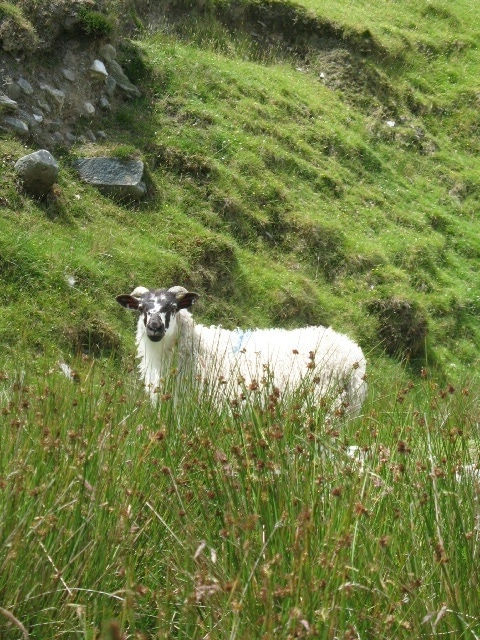 Irish Sheep- Kid World Citizen