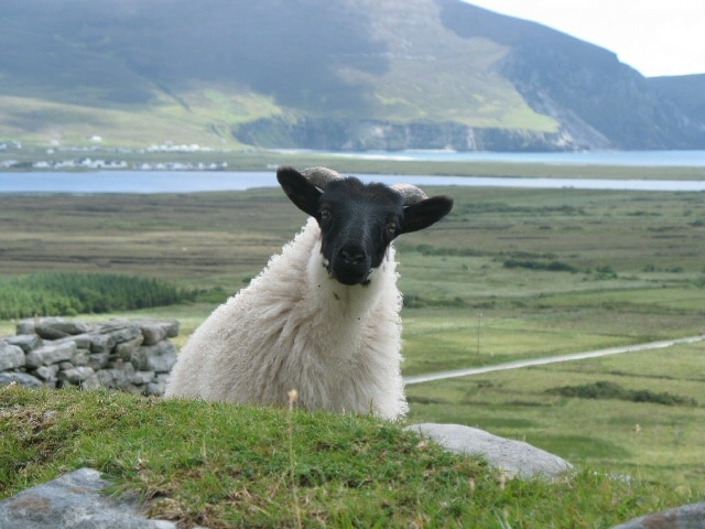 102200Irishsheep2 Irish sheep- Kid World Citizen