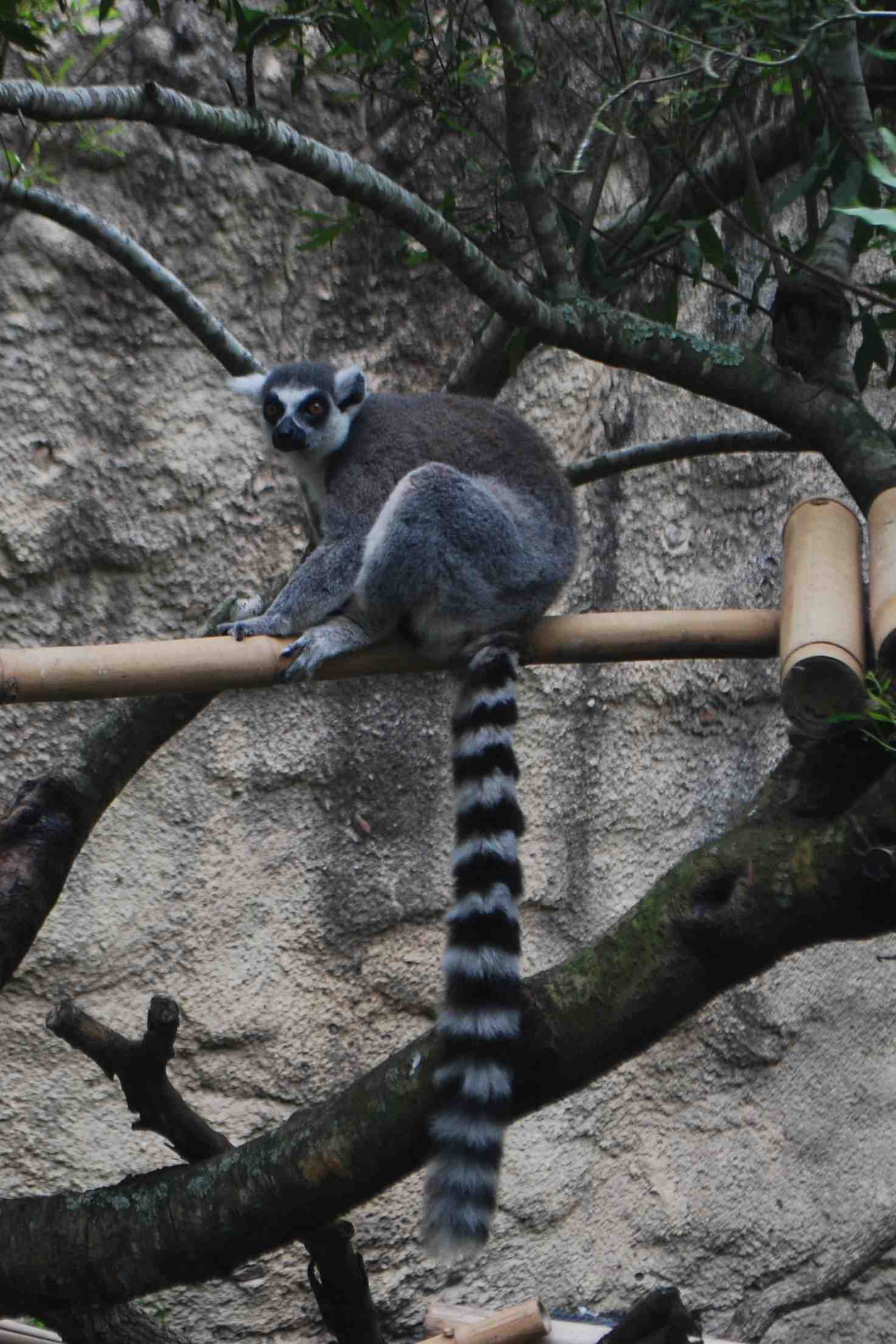 Lemur at the Zoo- Kid World Citizen Ring-Tailed Lemur from the Zoo- Kid World Citizen