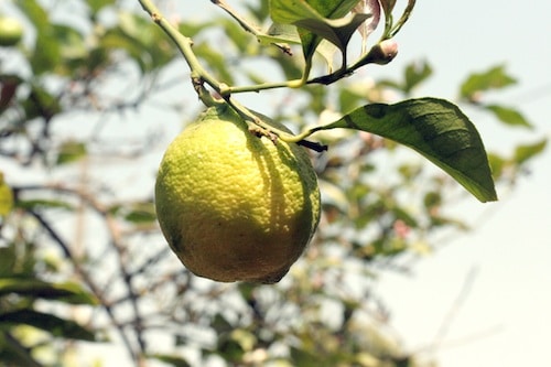 A Limon in Chile- Kid World Citizen A Limon in Chile- Kid World Citizen