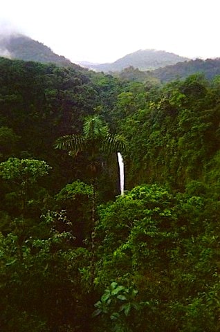 Costa Rican Rainforest- Kid World Citizen Costa Rican Rainforest- Kid World Citizen