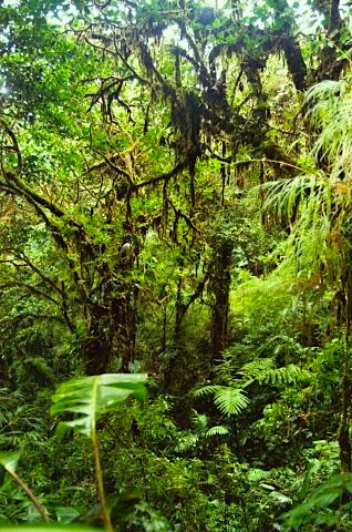 Costa Rica Rainforest Green- Kid World Citizen Costa Rica Rainforest Green- Kid World Citizen