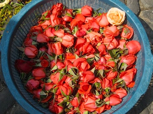 Roses for Guatemalan Alfombras- Kid World Citizen