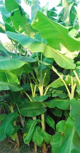 Banana Trees- Kid World Citizen
