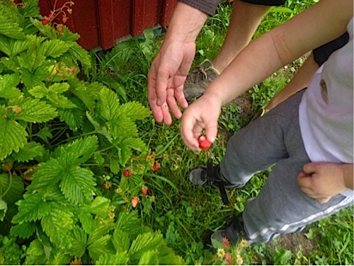 Sweden Picking Berries- Kid World Citizen Sweden Picking Berries- Kid World Citizen
