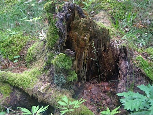 Swedish Forests Summer- Kid World Citizen Swedish Forests Summer- Kid World Citizen