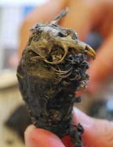 Skull in Owl Pellet- Kid World Citizen