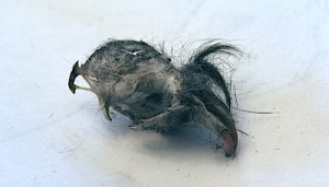 Mole Skull Owl Pellet- Kid World Citizen