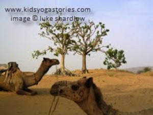 India Camel- Kid World Citizen India Camel- Kid World Citizen