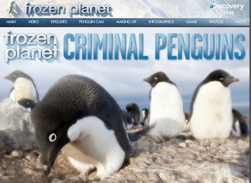 Penguin Online Game- Kid World Citizen