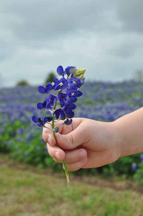 Texas Bluebonnets- Kid World Citizen