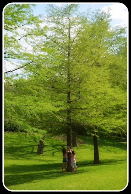 Tree Identification for Kids- Kid World Citizen